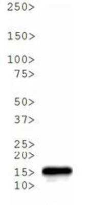 Western Blot: Histone H3 [p Thr6, Trimethyl Lys4] AntibodyBSA Free [NB21-1039]